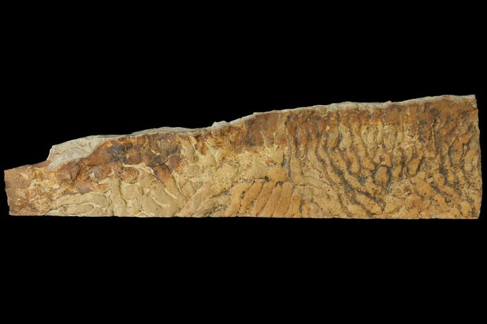 Pennsylvanian, Fossil Microbial Mat - Oklahoma #114064